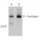 Huntingtin Antibody (8A4) - Western Blotting - Image 362244 