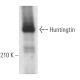 Huntingtin Antibody (8A4) - Western Blotting - Image 371550