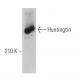 Huntingtin Antibody (HDC8A4) - Western Blotting - Image 362245