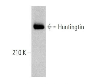 Huntingtin Antibody (3H2242) - Western Blotting - Image 362242