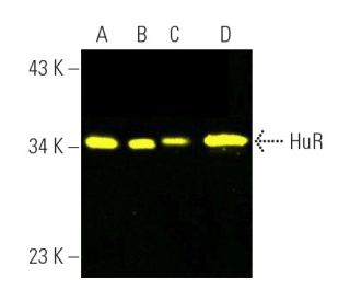 HuR/ELAV1 Antibody (3A2) - Western Blotting - Image 391092 