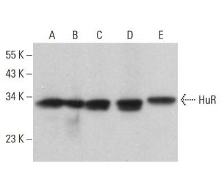 HuR/ELAV1 Antibody (6A97) - Western Blotting - Image 379999 