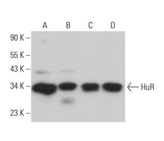 HuR/ELAV1 Antibody (G-8) - Western Blotting - Image 380004 