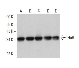 western blotting image from recommended HuR/ELAV1 (3A2) monoclonal antibody replacement. Image 374175