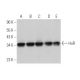 western blotting image from recommended HuR/ELAV1 (3A2) monoclonal antibody replacement. Image 374175