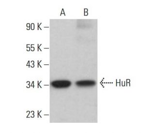 HuR/ELAV1 Antibody (G-5) - Western Blotting - Image 380005