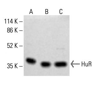 HuR/ELAV1 Antibody (3A2) - Western Blotting - Image 412326 