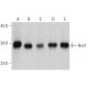 western blotting image from recommended Hus1 (G-3) monoclonal antibody replacement. Image 359396