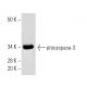 HuT 78 Whole Cell Lysate: sc-2208. Western blot analysis of... 