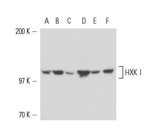 HXK I Antibody (4D7) - Western Blotting - Image 17487 