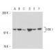 HXK I Antibody (4D7) - Western Blotting - Image 17487 