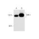 HXK I Antibody (4D7) - Western Blotting - Image 56590
