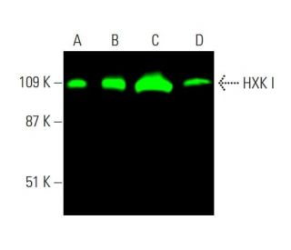 HXK I Antibody (G-1) - Western Blotting - Image 386161 