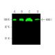 western blotting image from recommended HXK I (G-1) monoclonal antibody replacement. Image 386161