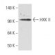 HXK II Antibody (1A7) - Western Blotting - Image 47897