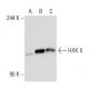 HXK II Antibody (1A7) - Western Blotting - Image 54881 