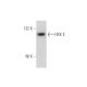 HXK II Antibody (1A7) - Western Blotting - Image 65669 