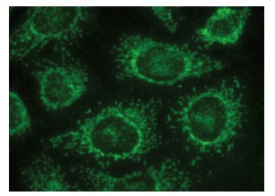 HXK II Antibody (B-8) | SCBT - Santa Cruz Biotechnology