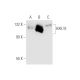 HXK III Antibody (4F5) - Western Blotting - Image 62105 