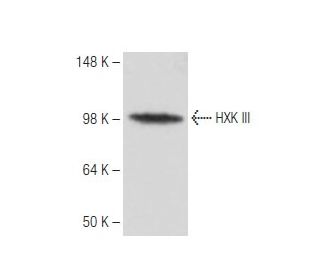 HXK III Antibody (4F5) - Western Blotting - Image 67354 