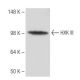 HXK III Antibody (4F5) - Western Blotting - Image 67354 