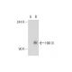 HXK III Antibody (4F5) - Western Blotting - Image 125749