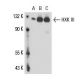 HXK III Antibody (A-9) - Western Blotting - Image 16312 