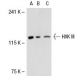 HXK III Antibody (A-9) - Western Blotting - Image 31764