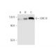 HXK III Antibody (A-9) - Western Blotting - Image 62103 