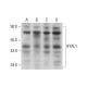 HYAL1 Antibody (F-10) - Western Blotting - Image 325193