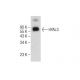 HYAL3 Antibody (E-11) - Western Blotting - Image 284494 