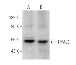 HYAL3 Antibody (E-4) - Western Blotting - Image 377001 