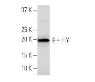 HYI Antibody (R-11) - Western Blotting - Image 33865