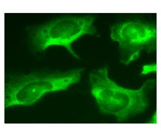 HYLS1 Antibody (D-9) - Immunofluorescence - Image 159676 