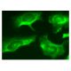 HYLS1 Antibody (D-9) - Immunofluorescence - Image 159676 