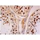 HYLS1 Antibody (F-12) - Immunohistochemistry - Image 334001 