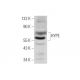HYPE Antibody (G-7) - Western Blotting - Image 346484 