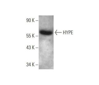 HYPE Antibody (G-7) - Western Blotting - Image 351680 