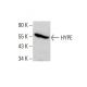 HYPE Antibody (G-7) - Western Blotting - Image 384314
