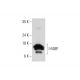 I-FABP Antibody (G-1) - Western Blotting - Image 325185