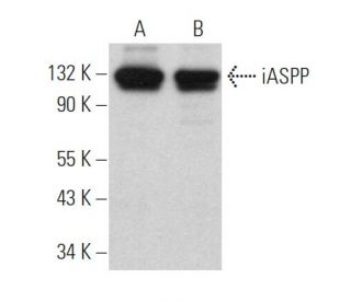 iASPP Antibody (A-2) - Western Blotting - Image 364492 
