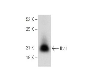 Iba1 Antibody (F-4) - Western Blotting - Image 304350