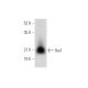 Iba1 Antibody (F-4) - Western Blotting - Image 304350