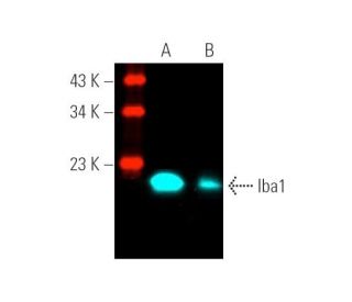 Iba1 Antibody (1022-5) - Western Blotting - Image 391499Each CRISPR/Cas9 Knockout (KO) Plasmid product consists of a pool of 3 plasmids designed to ensure identification and cleavage of a specific gene for maximum knockout efficiency. Each plasmid encodes a unique 20 nt sequence derived from the GeCKO (v2) library. 