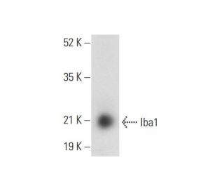 Iba1 Antibody (1022-5) - Western Blotting - Image 304352