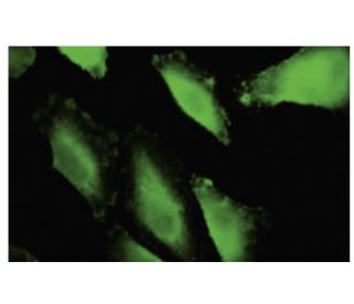 IBRDC1 Antibody (36-A2) - Immunofluorescence - Image 35804 