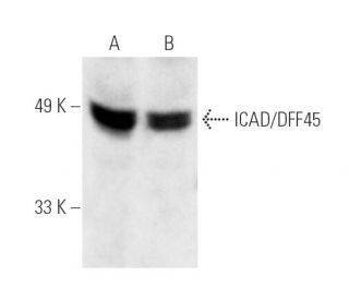 ICAD Antibody (B-6) - Western Blotting - Image 339 