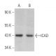 ICAD Antibody (B-6) - Western Blotting - Image 364002