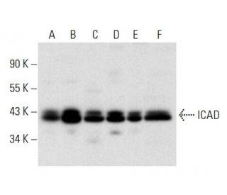 ICAD Antibody (D-6) - Western Blotting - Image 304530 