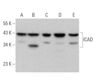 ICAD Antibody (F-8) - Western Blotting - Image 359288 